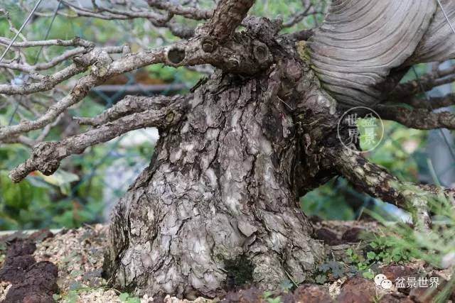 韩国盆景的整容术
