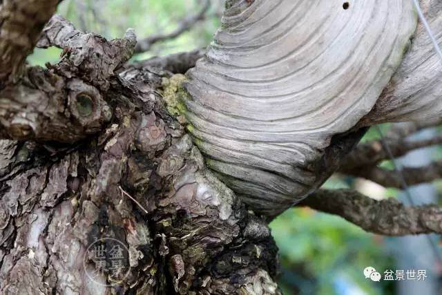 韩国盆景的整容术