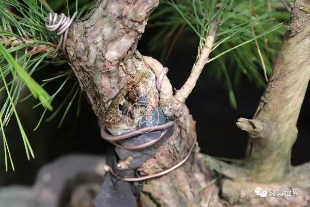 韩国盆景的整容术