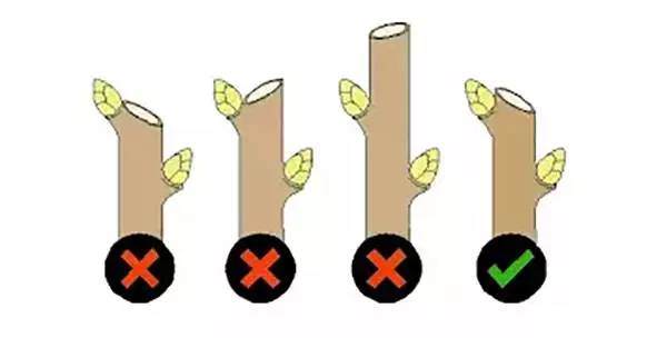 松柏盆景赏析与枝条修剪小技巧