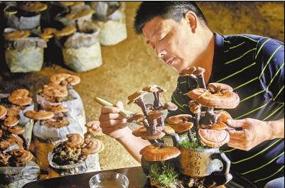 灵芝作盆景开辟致富路