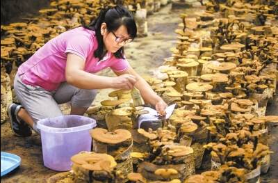 灵芝作盆景开辟致富路