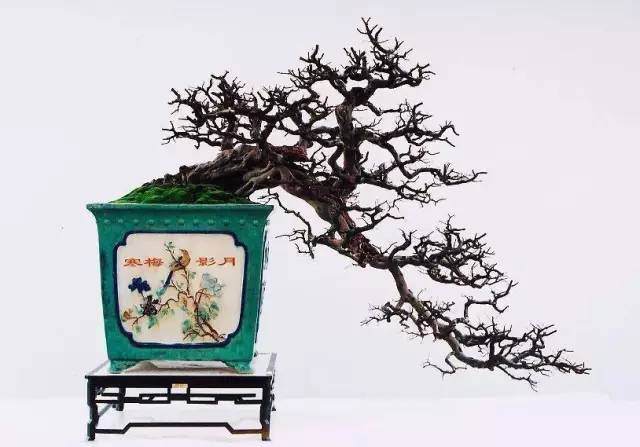 盆景修剪的目的