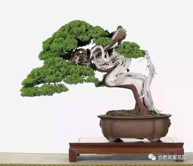 岁月留痕 吴家花园杯 中国名家盆景邀请展