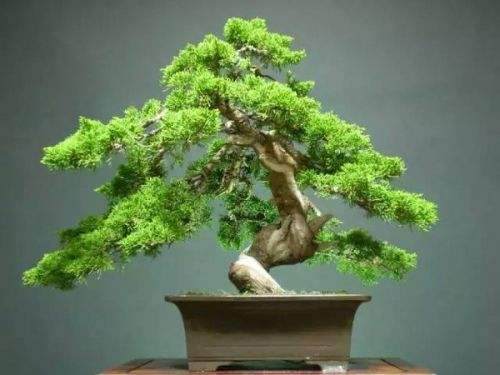 花10万块钱买的盆景，夏天没过完就死了，心痛！