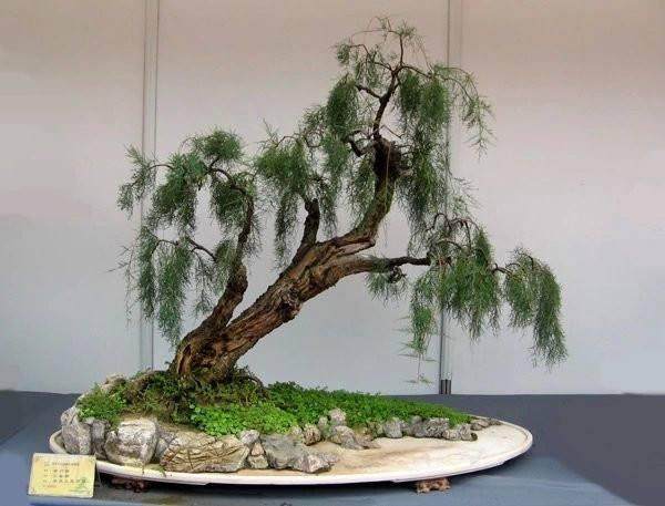 第四届中国风盆景展邀请嘉宾