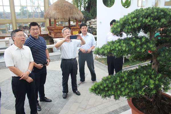 盆景大观园形成花木盆景+互联网+旅游一体化的产业链