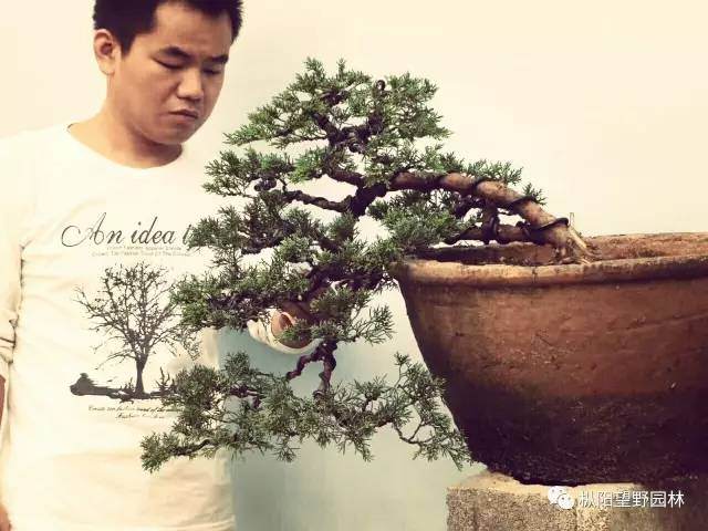 盆景实力文化的推动主力之一盆景工