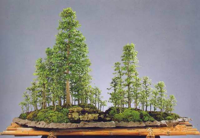 第四届中国风盆景展邀请嘉宾—— 梁悦美