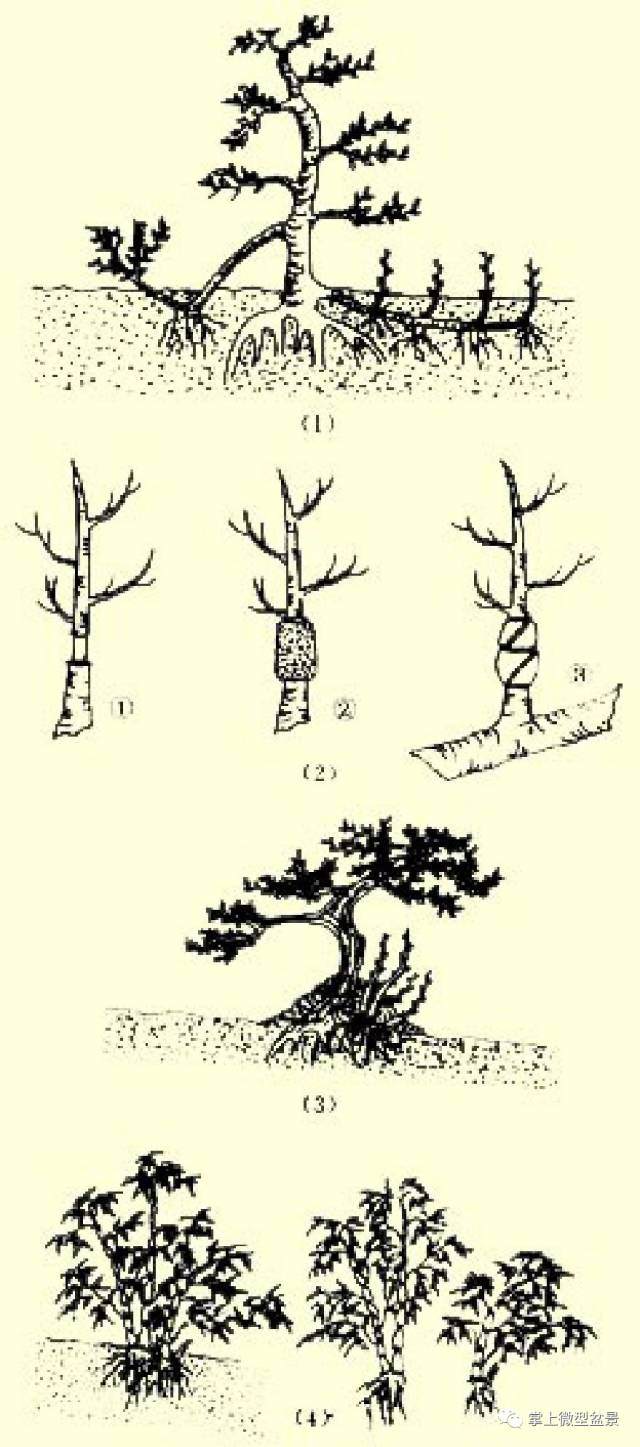 盆景繁殖之压条和分株方法介绍