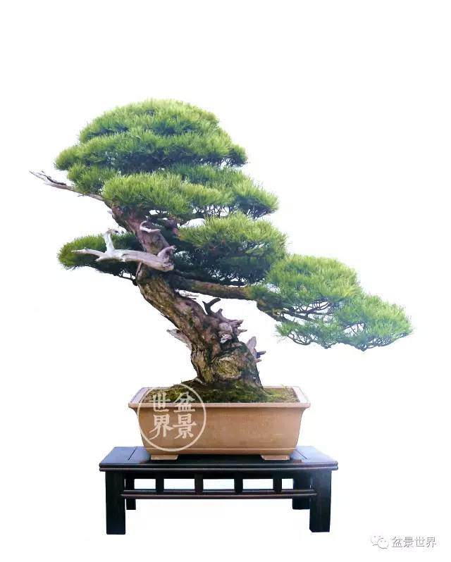 论道丨论盆景制作的目的及方法