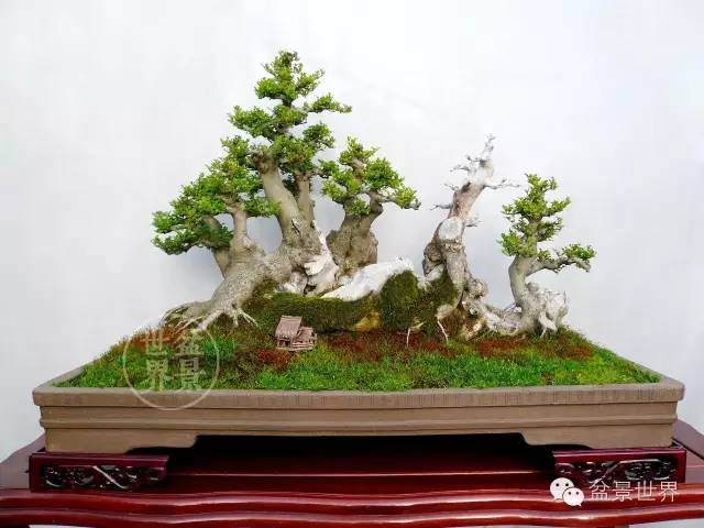 论道丨论盆景制作的目的及方法