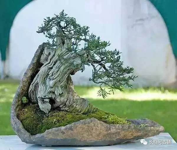 2017年10月 吴家花园杯 中国名家盆景邀请展