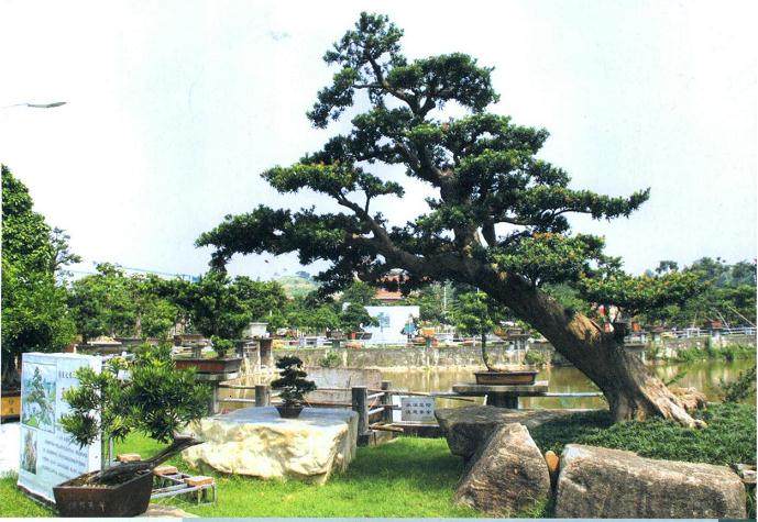 2007年 东莞盆景奇石精品展