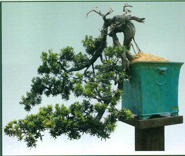 2007年 东莞盆景奇石精品展