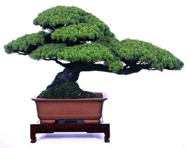 首届安徽盆景艺术精品展通知