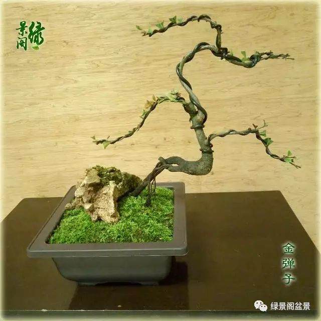 盆景造型浅谈03 小素材小盆景