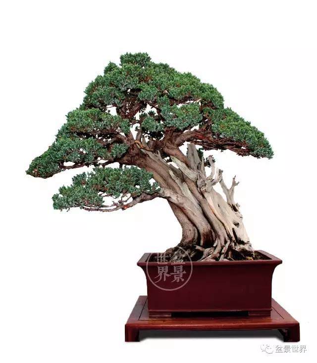 第三届中国精品盆景沭阳邀请展金奖作品全集