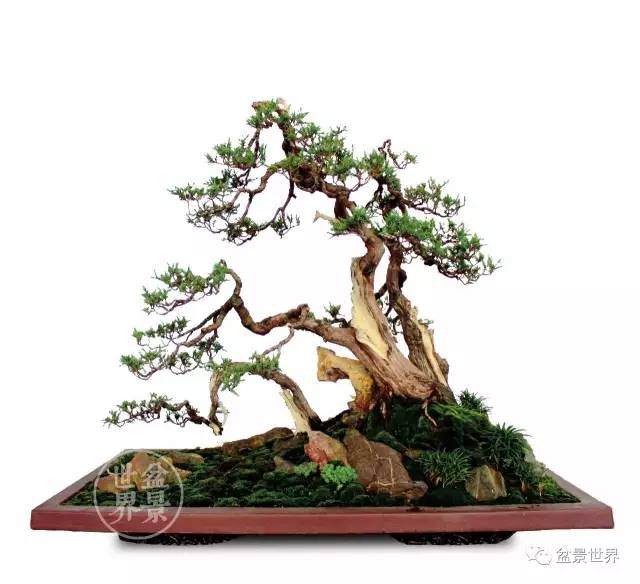 第三届中国精品盆景沭阳邀请展金奖作品全集