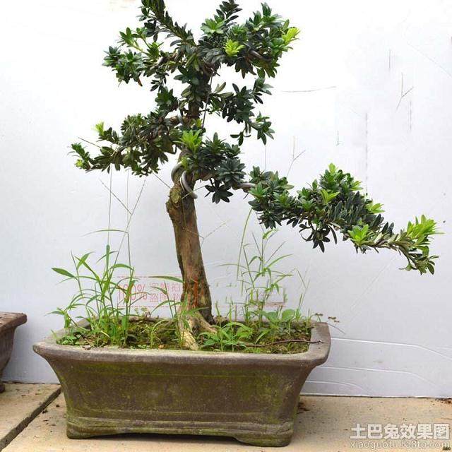 我和我的盆景丨救雀梅的故事