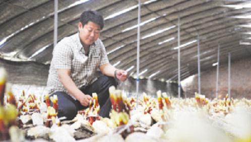 500株精美生态灵芝盆景即将上市【图】