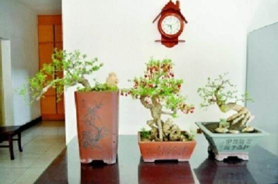 盆景爱好者老张家养40多盆盆景【图】