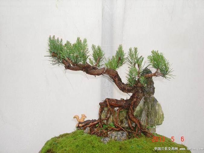 海南花卉大世界陆续增设花卉盆景丰富景区