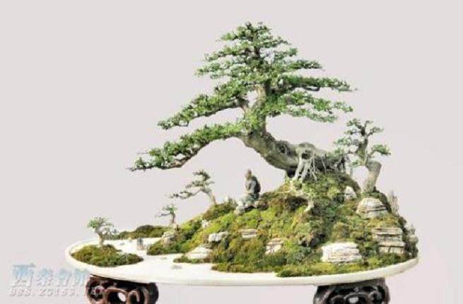 中国五大盆景流派精品汇聚姑苏盛会空前【图】