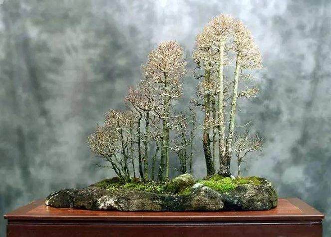 浪网小学开展盆景文化主题班会【图】