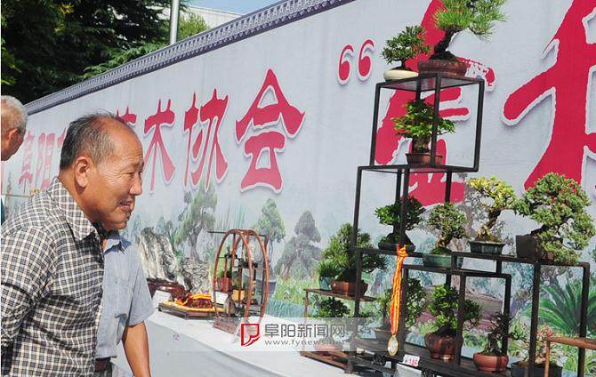 阜阳盆景艺术展会上 5天盆景交易额4万多元
