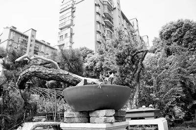 用粪水给盆景施肥 搞得周围好臭啊