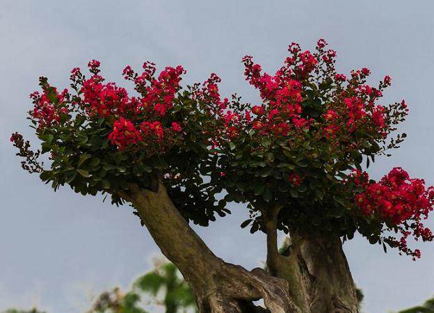 他创作掌上月季 传播郑州盆景之美