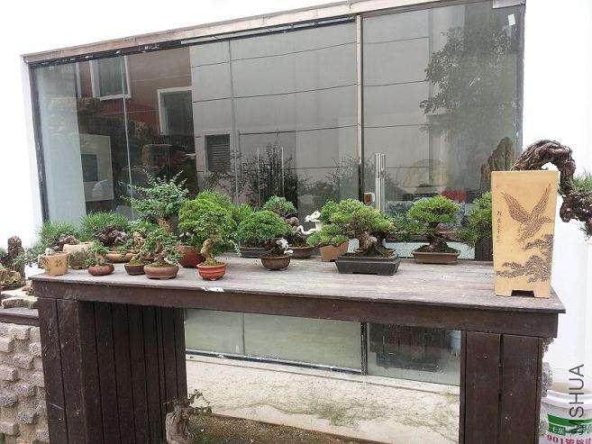 “小微盆景”实用技术培训第二节