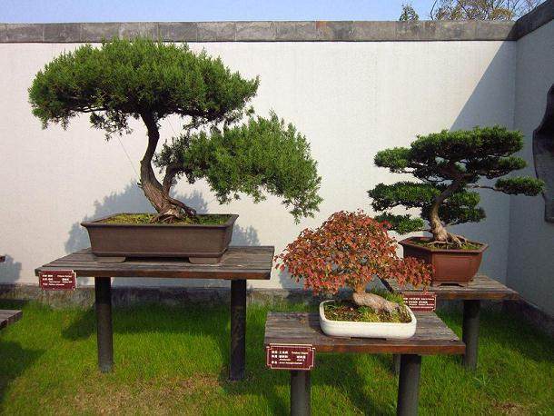 盆景的另一种诠释，赏心悦目！