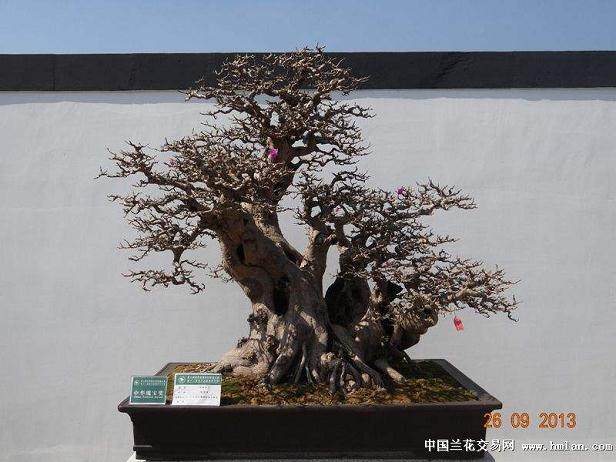 世界盆景友好联盟