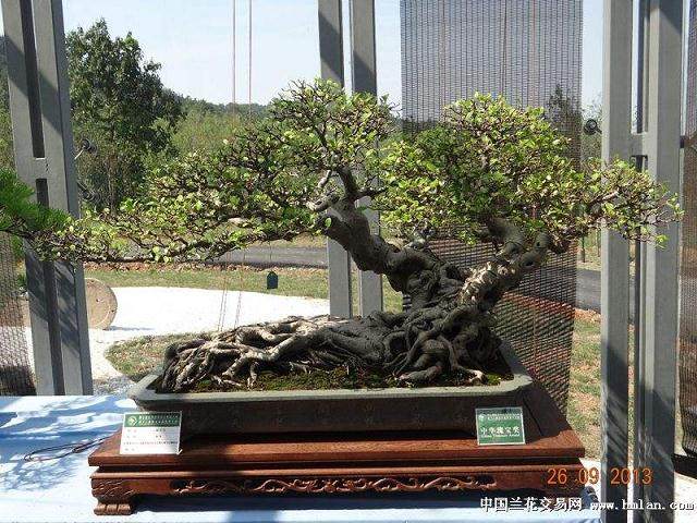 第七届世界盆景友好联盟主席胡运骅先生