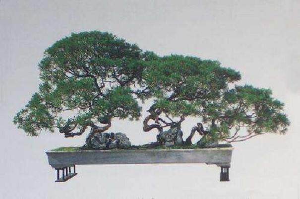 第七届世界盆景友好联盟大会明年9月25日在金坛举行