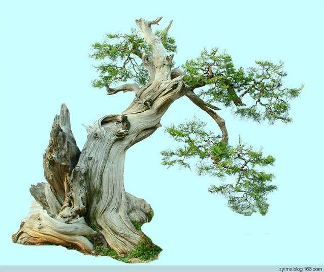 第七届世界盆景友好联盟大会进入倒计时