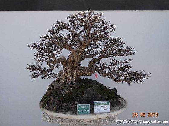 第七届世界盆景友好联盟大会