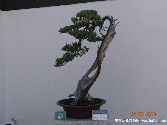 金坛明年承办世界盆景友好联盟大会