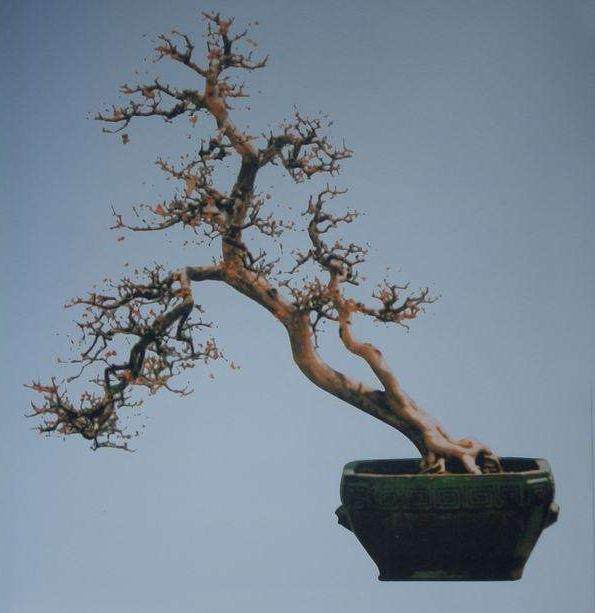 记日本世界盆景友好联盟( WBFF)副会长--岩琦大藏