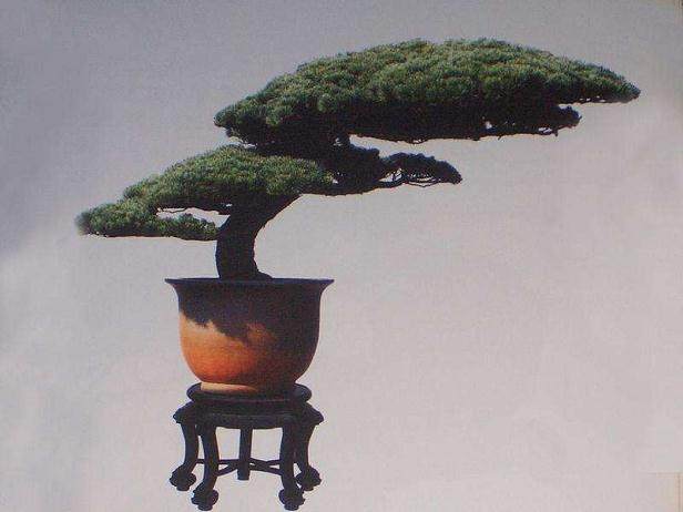 记日本世界盆景友好联盟( WBFF)副会长--岩琦大藏