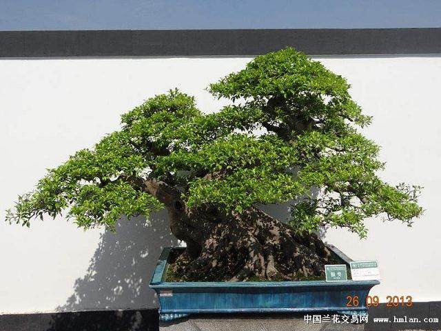 国际世界盆景友好联盟两大组织 推动全球盆景发展