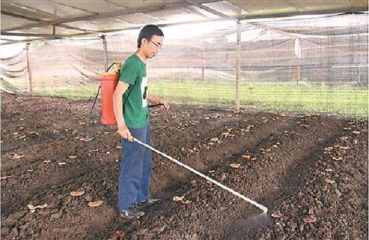 四川省首家灵芝盆景专业网站-仙草灵芝盆景网