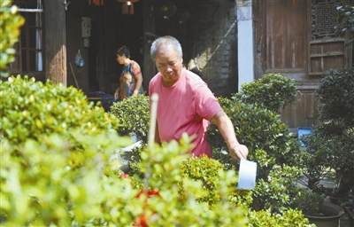 磕到盆景 这些盆景 看似普通 却是金志云心头的宝贝