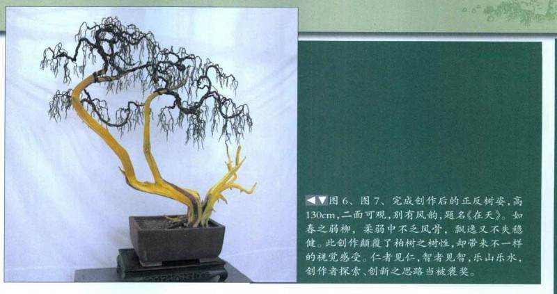 孙全义制作刺柏盆景的全程图解