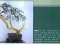 图解 孙全义制作刺柏盆景的全程