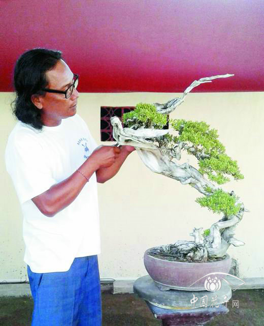 2017第四届中国风盆景展9月28日开幕