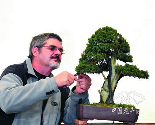 2017第四届中国风盆景展9月28日开幕