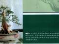 图解 郑均龙演示侧柏盆景怎么制作的过程